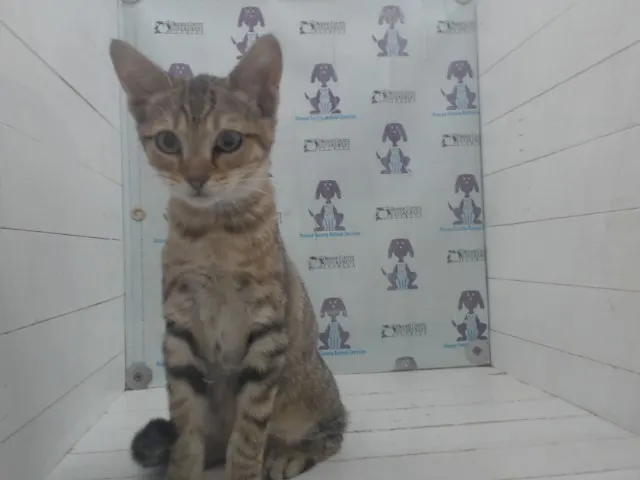 Adoptable Cat