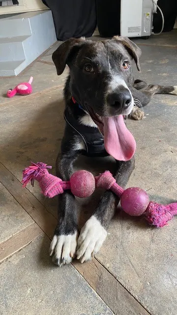 Dudley - In Foster