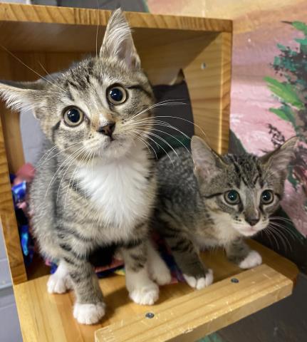 Pickles & Penny