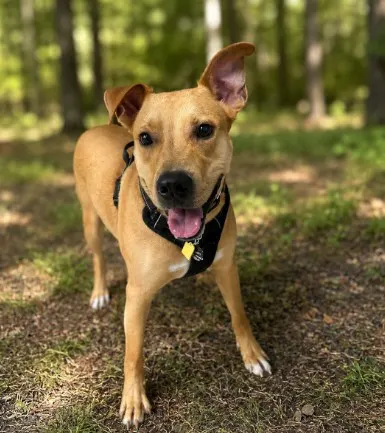Rambo