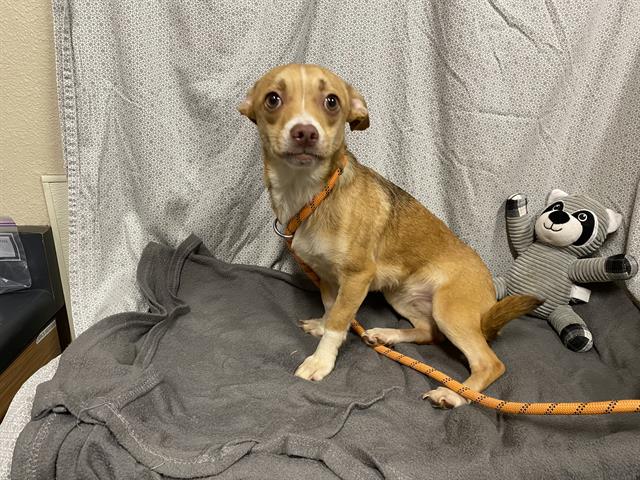 Adoptable Dog