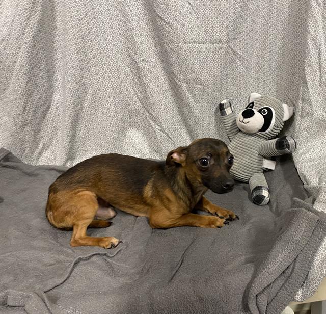 Adoptable Dog