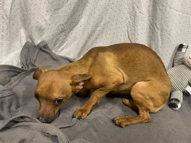 Adoptable Dog