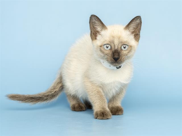 Maple