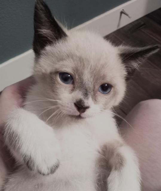 Koko
