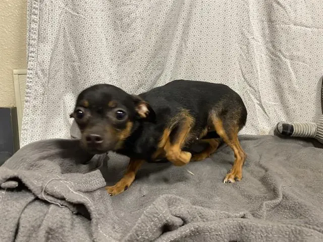 *Little Black One