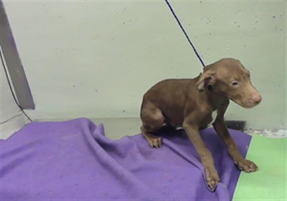 Adoptable Dog