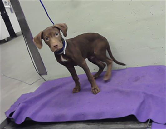 Adoptable Dog