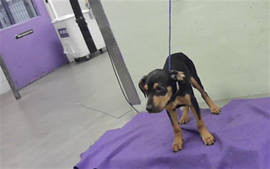 Adoptable Dog