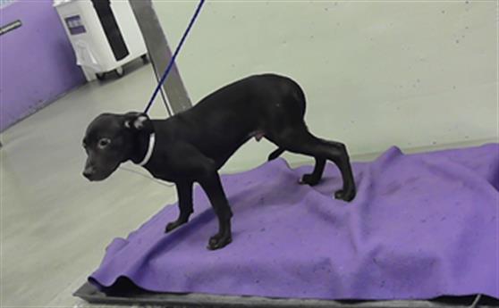 Adoptable Dog