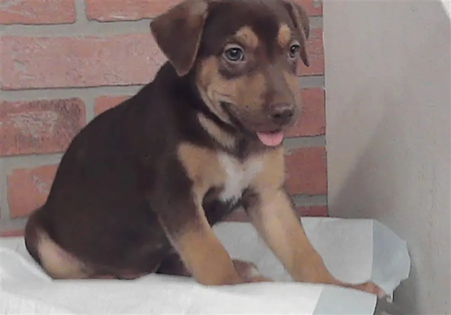 Adoptable Dog
