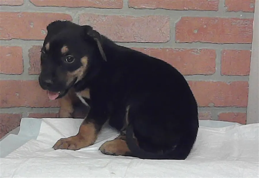 Adoptable Dog