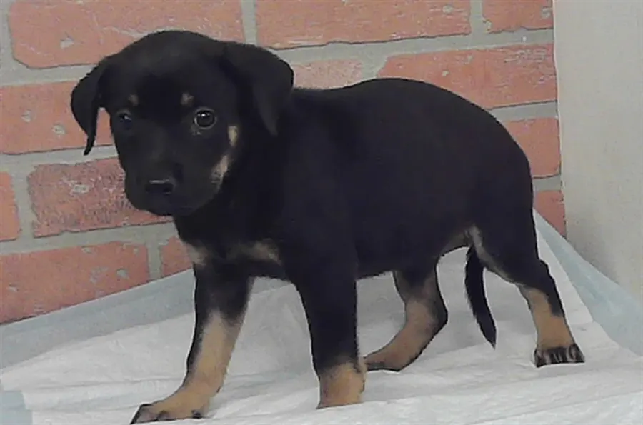 Adoptable Dog