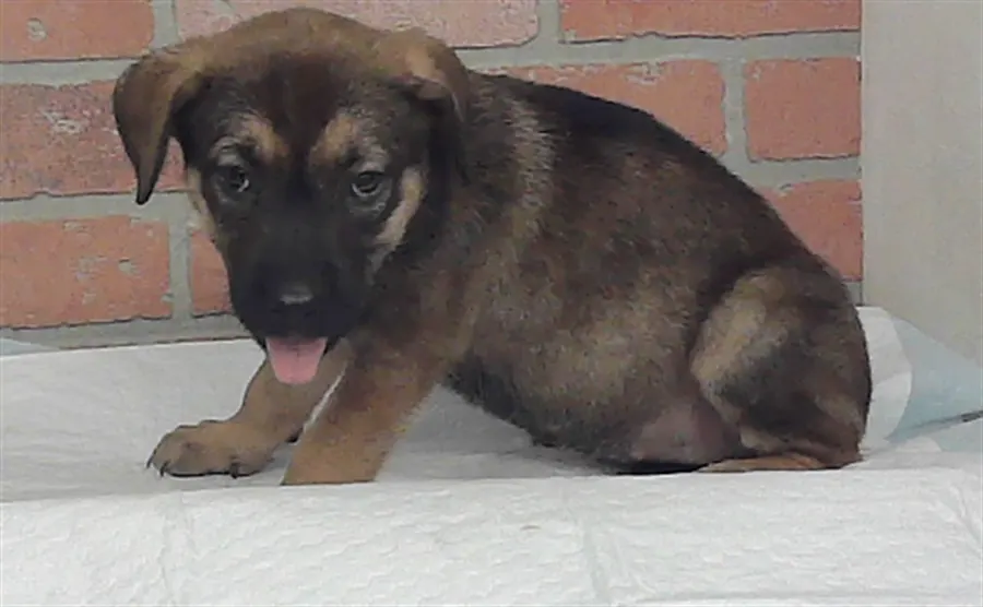 Adoptable Dog