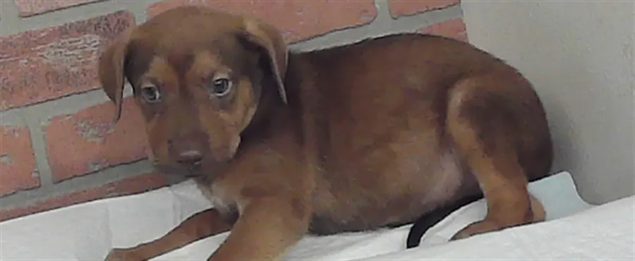 Adoptable Dog