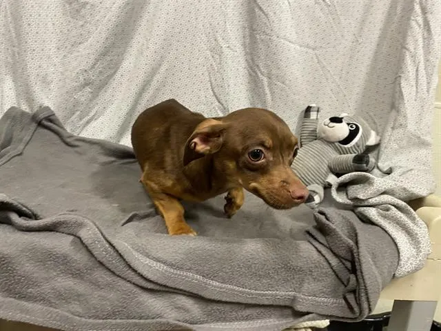 *Little Brown One