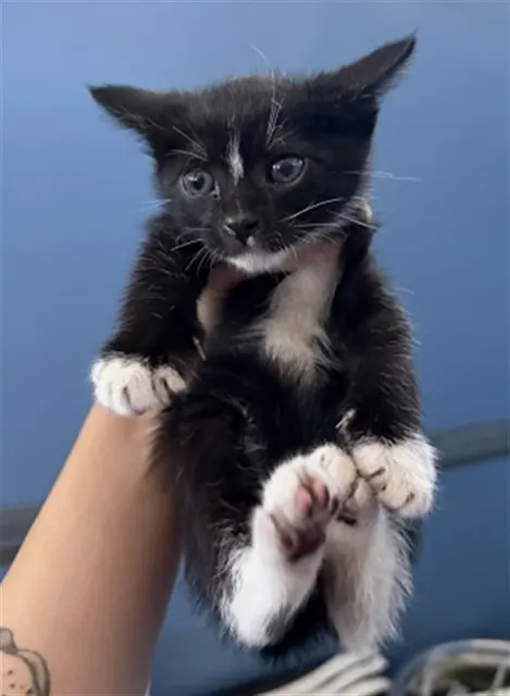 Bogart