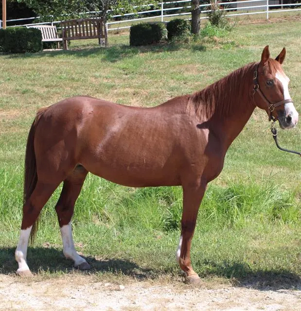 Praline