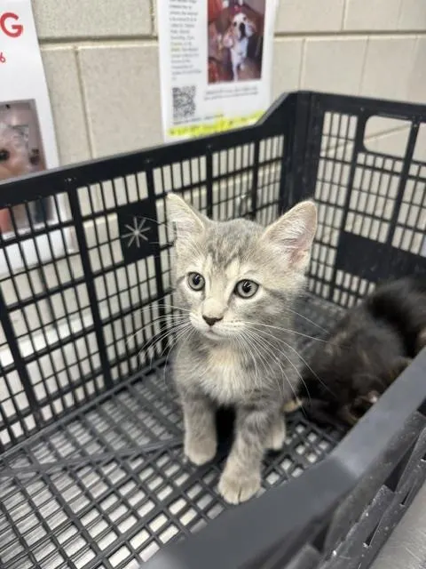Adoptable Cat