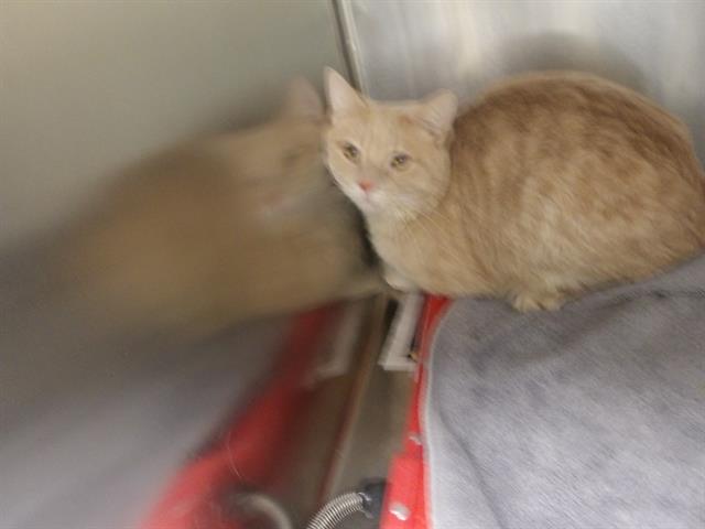 Adoptable Cat