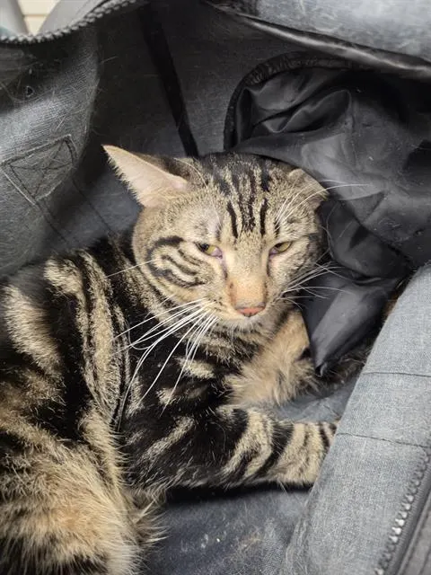 Adoptable Cat