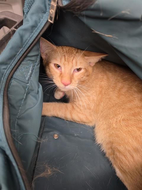 Adoptable Cat