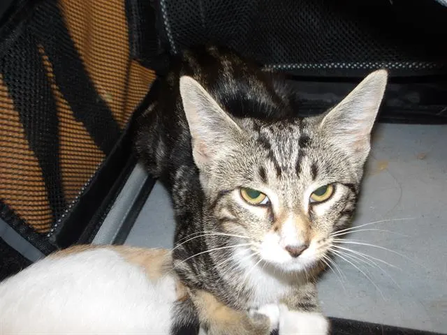Adoptable Cat