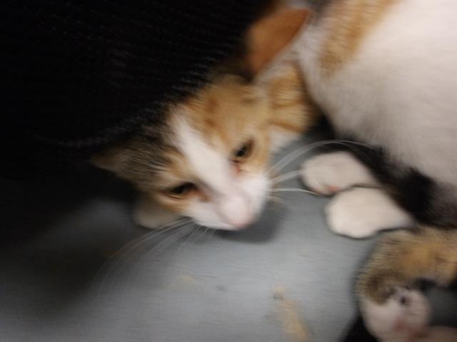 Adoptable Cat