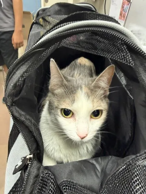 Coco
