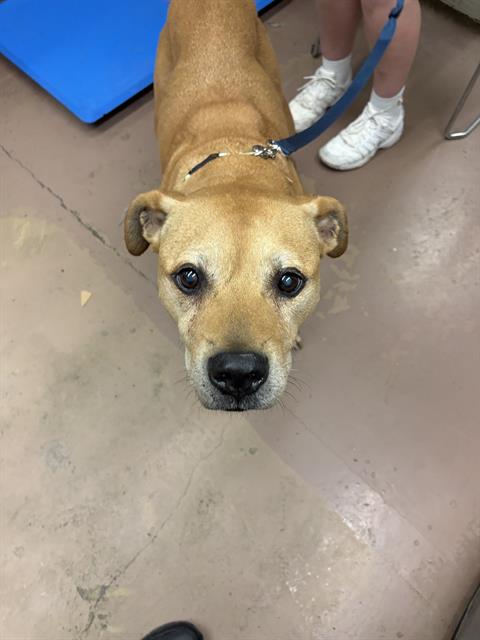 Adoptable Dog