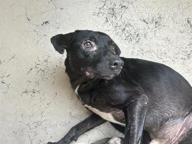Adoptable Dog