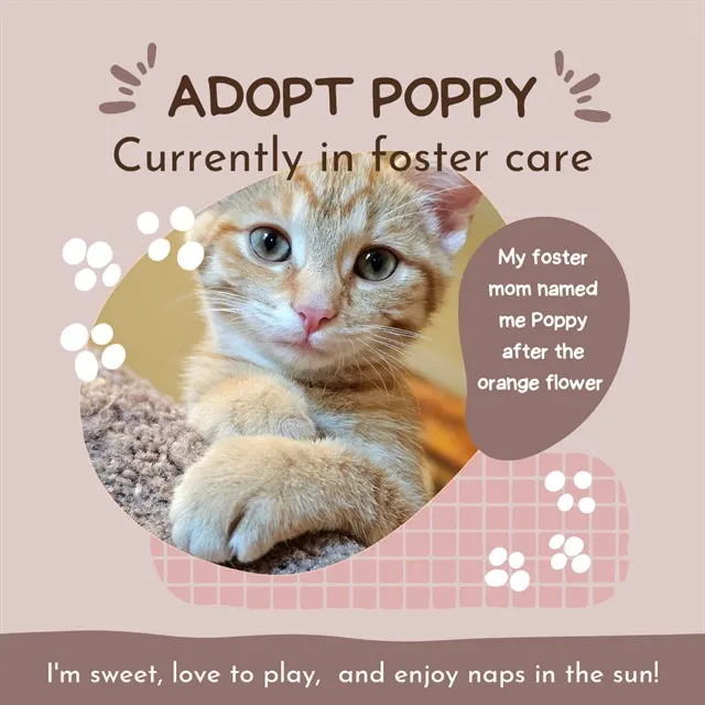 Poppy