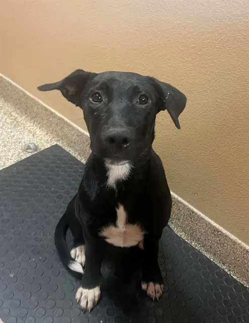 Nova