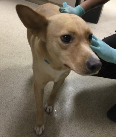 Adoptable Dog