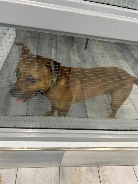 Adoptable Dog