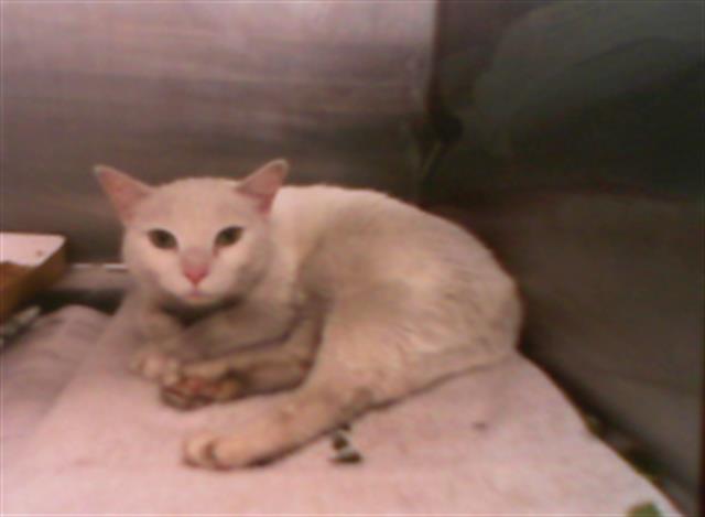 Adoptable Cat