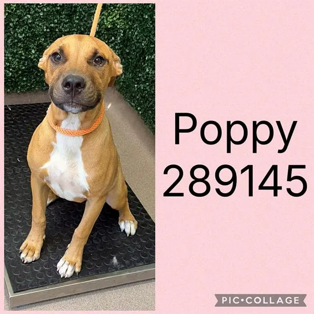 Poppy