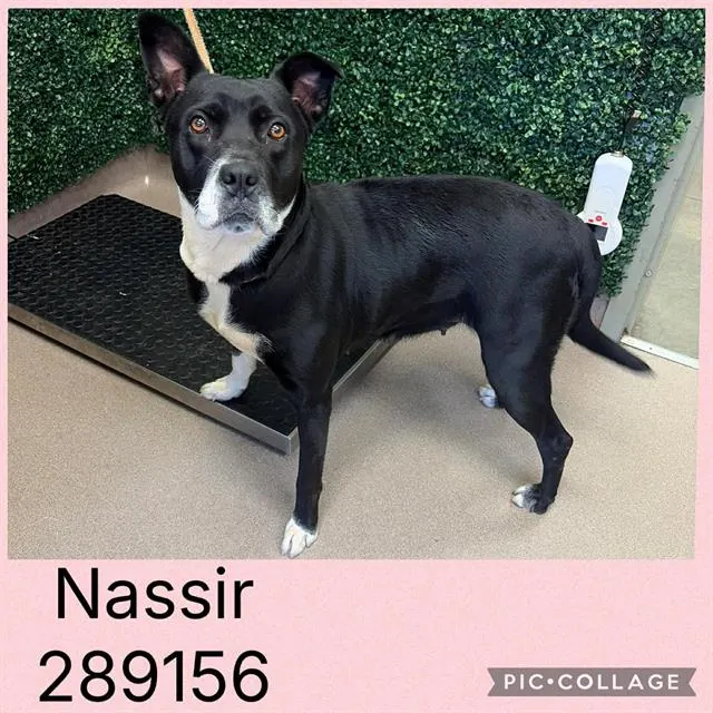 Nassir