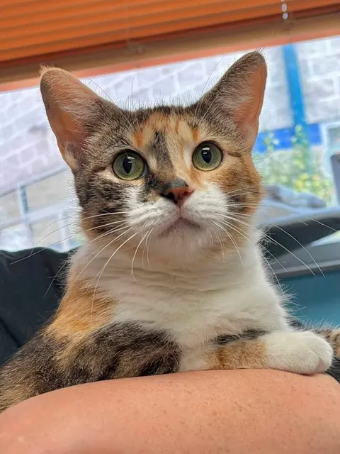 Cayenne