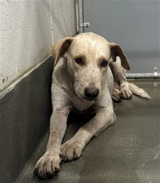 Adoptable Dog