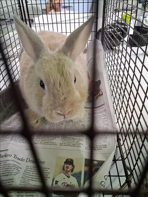Benji