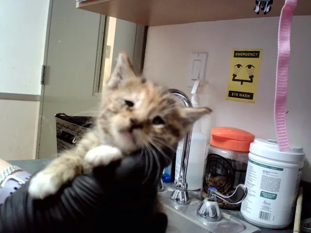 Adoptable Cat