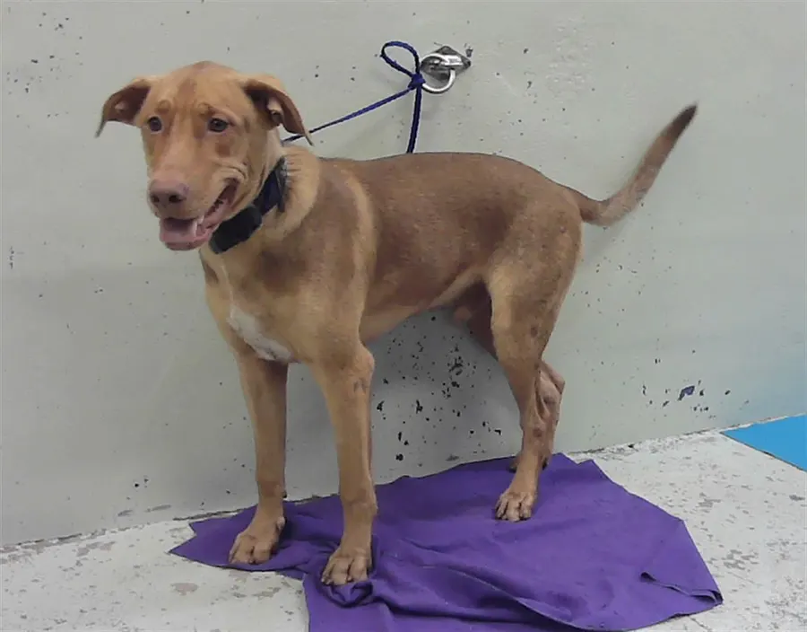 Adoptable Dog