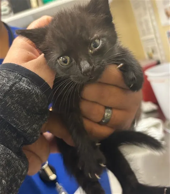Coco
