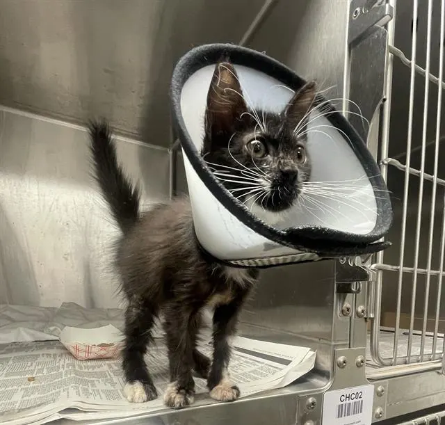 Adoptable Cat