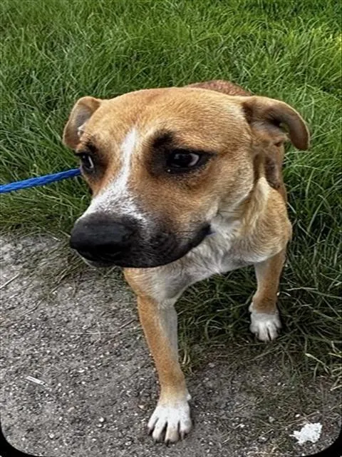 Adoptable Dog