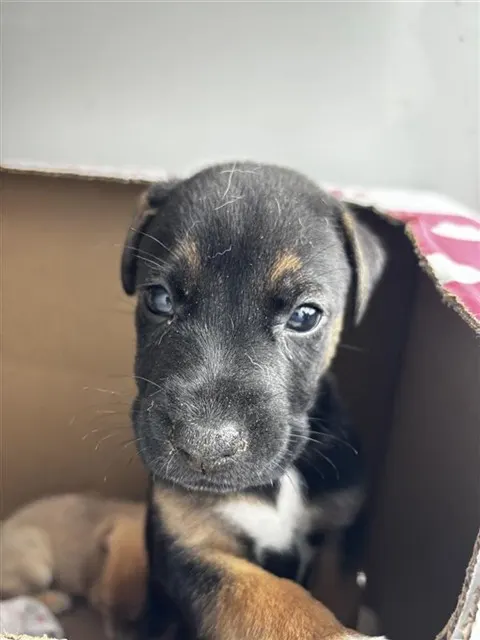 Adoptable Dog