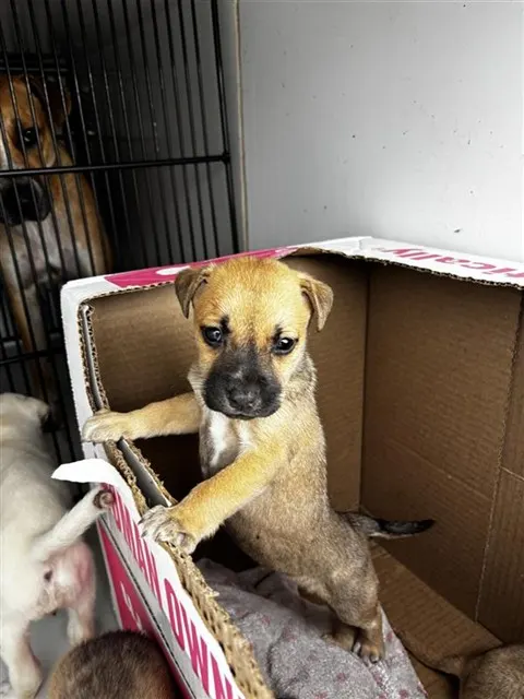 Adoptable Dog
