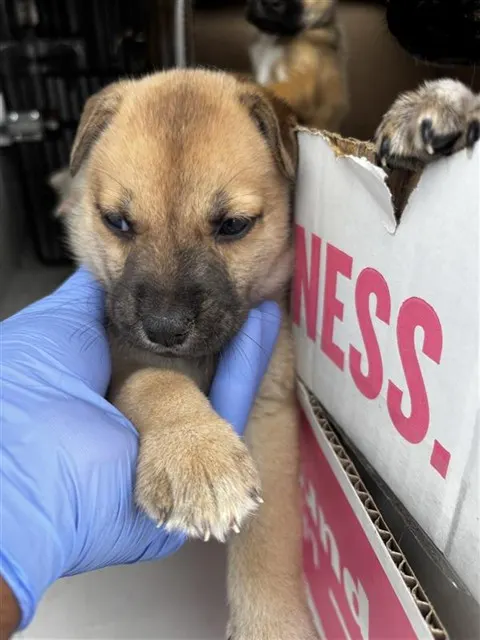 Adoptable Dog