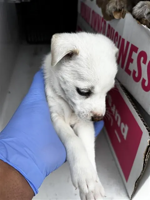 Adoptable Dog